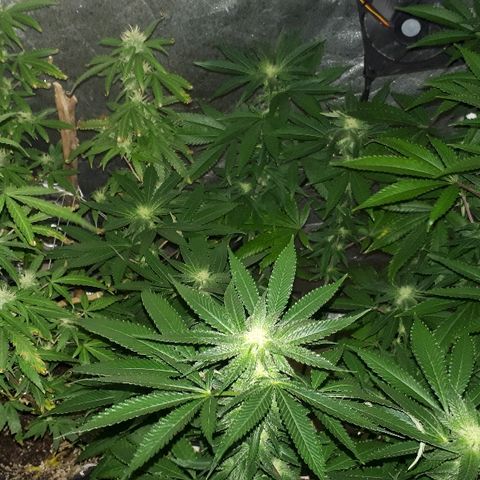 Gorilla Zkittlez growlog timeline photo