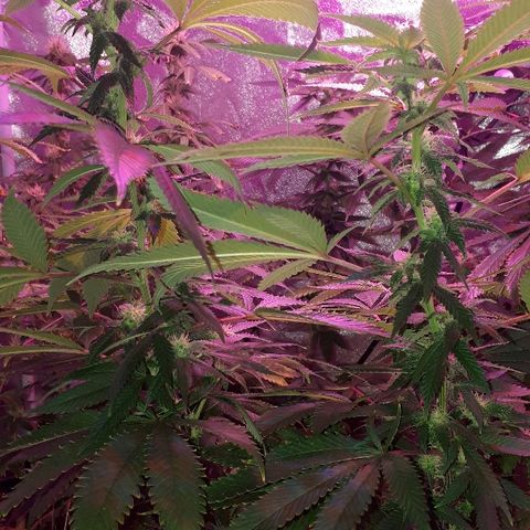 Gorilla Zkittlez growlog timeline photo