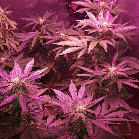 Gorilla Zkittlez growlog timeline photo
