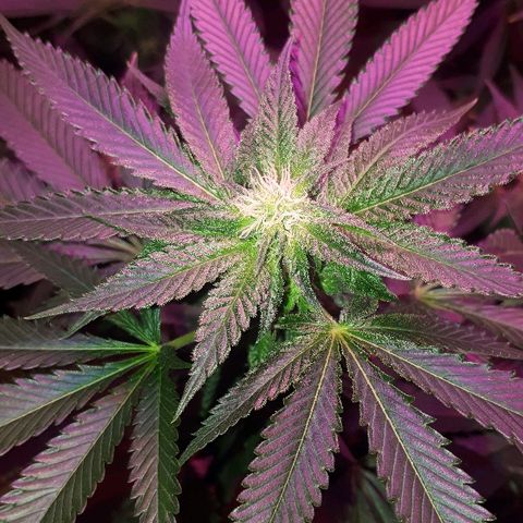 Gorilla Zkittlez growlog timeline photo
