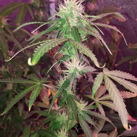 Glue Gelato Auto growlog timeline photo