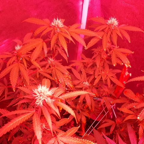 Glue Gelato Auto growlog timeline photo