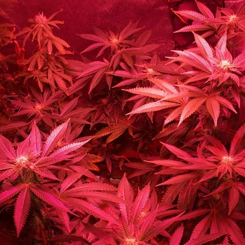 Glue Gelato Auto growlog timeline photo