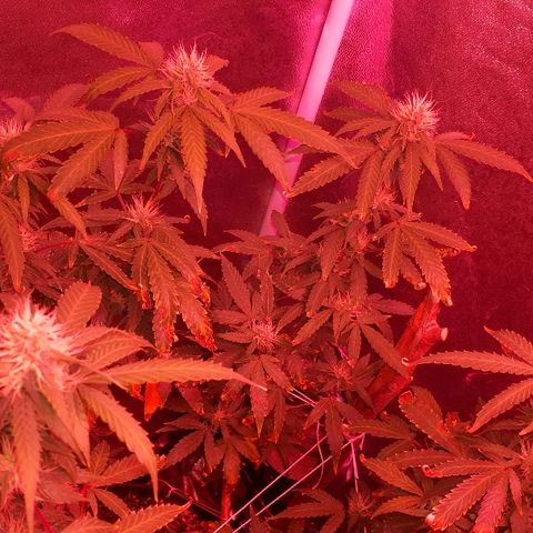 Glue Gelato Auto growlog timeline photo