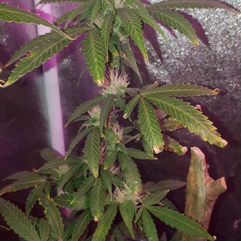 Glue Gelato Auto growlog timeline photo