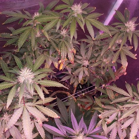 Glue Gelato Auto growlog timeline photo