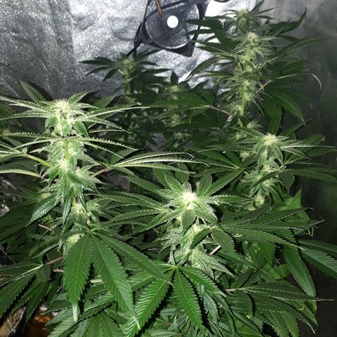 Gorilla Zkittlez growlog timeline photo