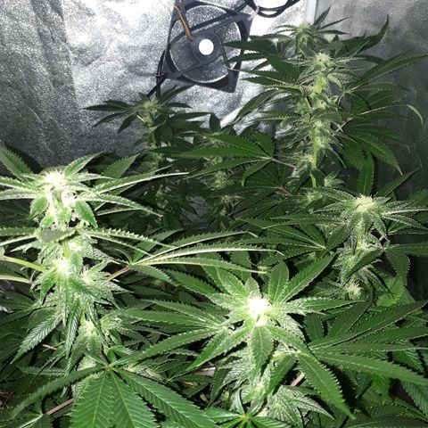 Gorilla Zkittlez growlog timeline photo