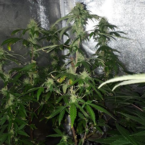 Glue Gelato Auto growlog timeline photo