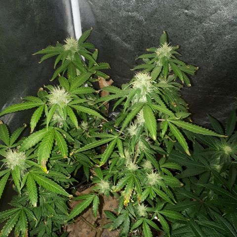 Glue Gelato Auto growlog timeline photo