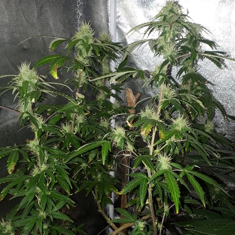 Glue Gelato Auto growlog timeline photo