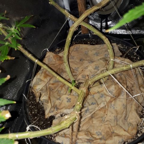 Glue Gelato Auto growlog timeline photo