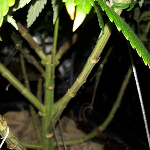 Gorilla Zkittlez growlog timeline photo