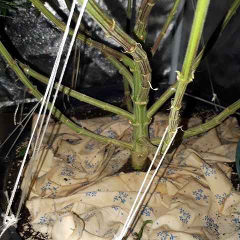 Gorilla Zkittlez growlog timeline photo
