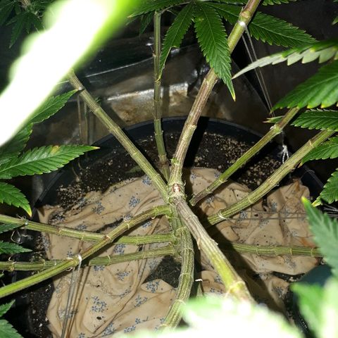 Gorilla Zkittlez growlog timeline photo