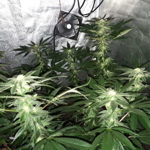 Gorilla Zkittlez growlog timeline photo