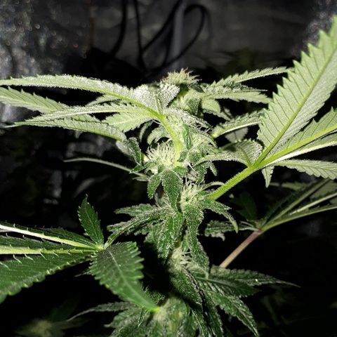 Gorilla Zkittlez growlog timeline photo
