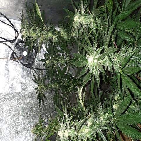 Gorilla Zkittlez growlog timeline photo