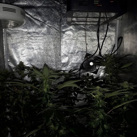 Gorilla Zkittlez growlog timeline photo