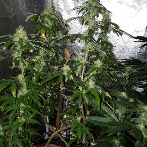 Glue Gelato Auto growlog timeline photo