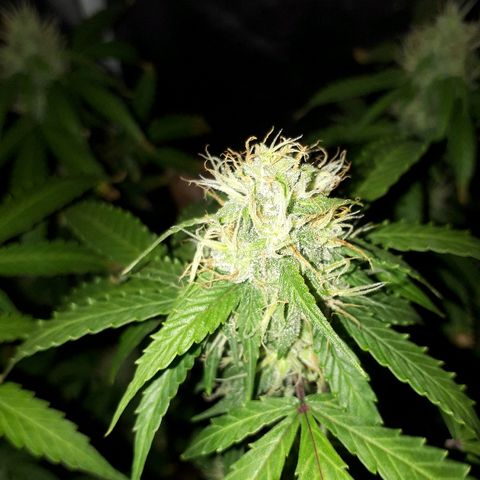 Glue Gelato Auto growlog timeline photo