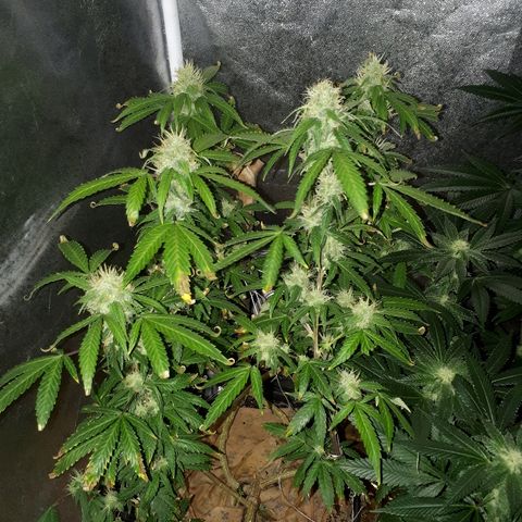 Glue Gelato Auto growlog timeline photo
