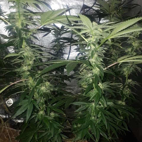 Gorilla Zkittlez growlog timeline photo