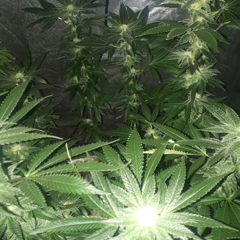 Gorilla Zkittlez growlog timeline photo