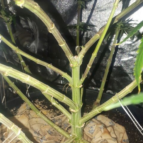 Gorilla Zkittlez growlog timeline photo