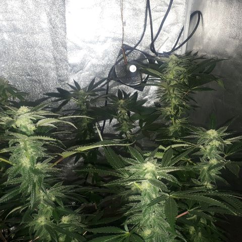 Gorilla Zkittlez growlog timeline photo
