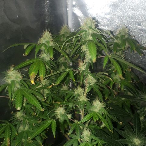 Glue Gelato Auto growlog timeline photo