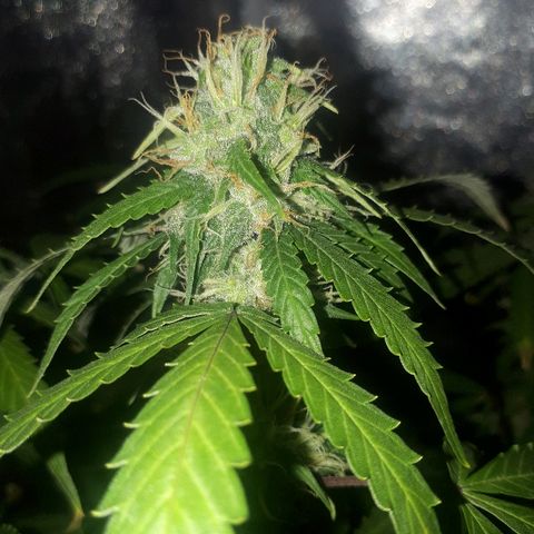Glue Gelato Auto growlog timeline photo