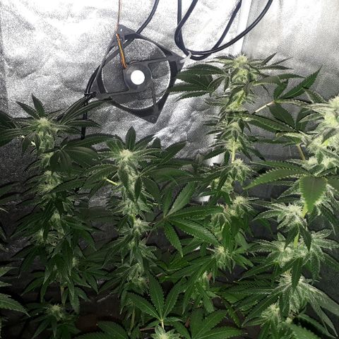 Gorilla Zkittlez growlog timeline photo