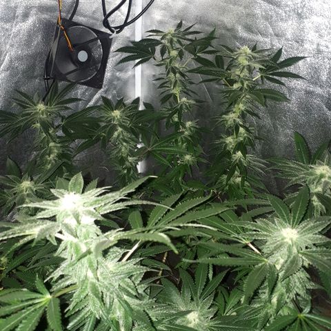 Gorilla Zkittlez growlog timeline photo