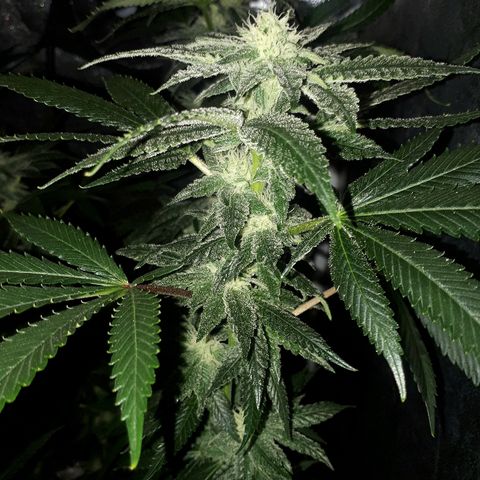 Gorilla Zkittlez growlog timeline photo
