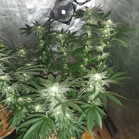 Gorilla Zkittlez growlog timeline photo