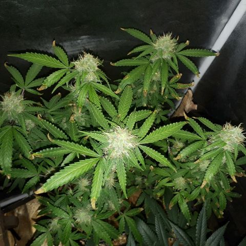 Glue Gelato Auto growlog timeline photo