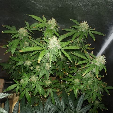 Glue Gelato Auto growlog timeline photo