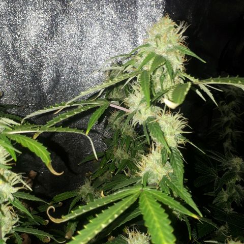 Glue Gelato Auto growlog timeline photo