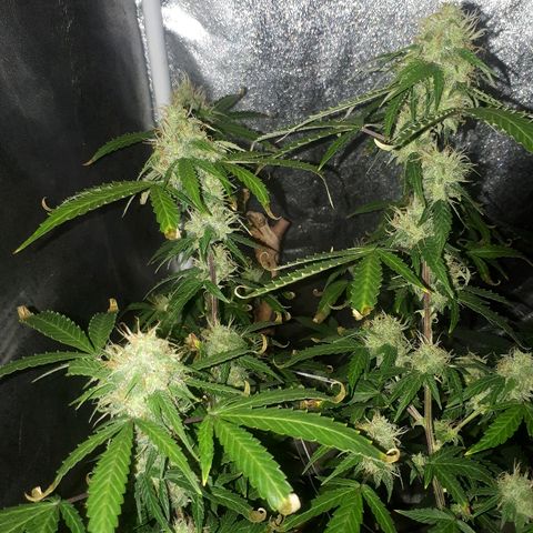 Glue Gelato Auto growlog timeline photo