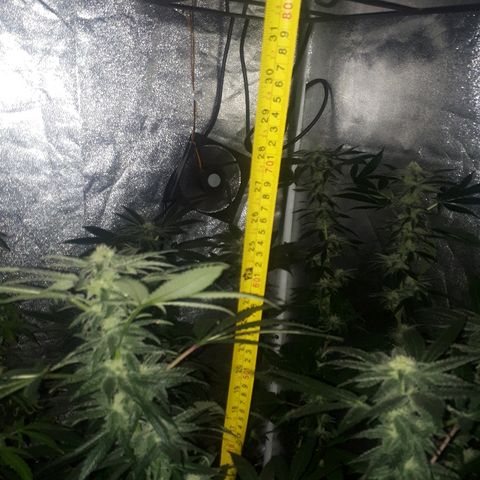 Gorilla Zkittlez growlog timeline photo
