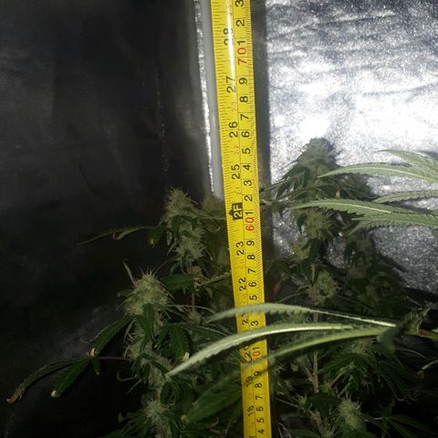 Glue Gelato Auto growlog timeline photo
