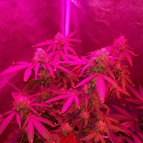 Glue Gelato Auto growlog timeline photo