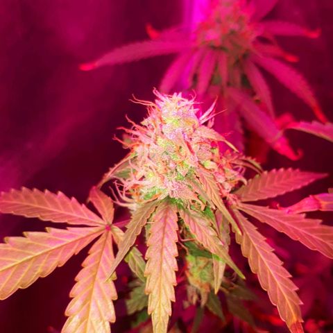 Glue Gelato Auto growlog timeline photo