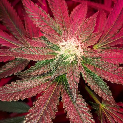 Gorilla Zkittlez growlog timeline photo