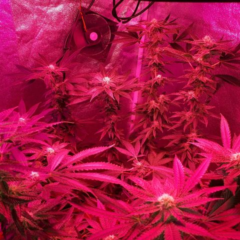Gorilla Zkittlez growlog timeline photo