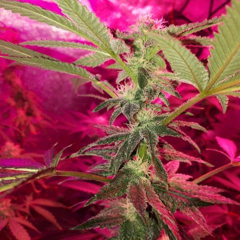 Gorilla Zkittlez growlog timeline photo