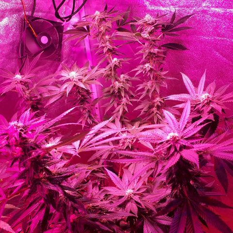 Gorilla Zkittlez growlog timeline photo