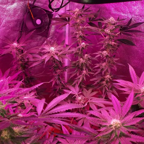 Gorilla Zkittlez growlog timeline photo