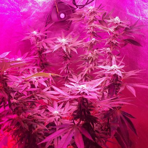 Gorilla Zkittlez growlog timeline photo